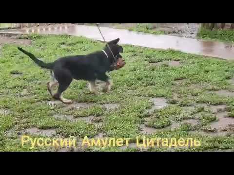 Русский Амулет смотреть онлайн