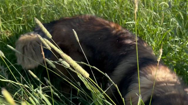 Лео саванна