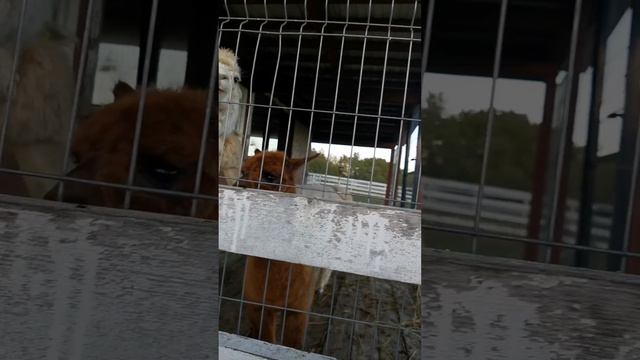 МИЛЫЕ ЖИВОТНЫЕ