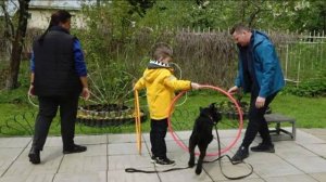 ДТ - 352. Терьеры, шнауцер, толлер- весело, энергично, сложно.