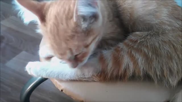 Рыжый котенок моется смотреть онлайн