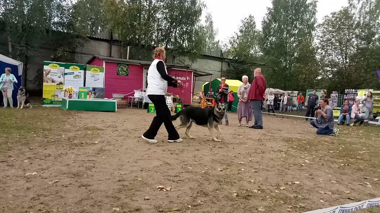 Хлоя де Лютвинс смотреть онлайн