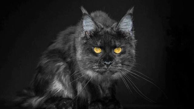 "Коту госпожи Рейнольдс" (Джон Китс - А. Домащенко) смотреть онлайн