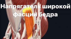 Напрягатель широкой фасции бедра.Анатомия. Функции.Синергисты.Анитагонисты.Как укрепить и растянуть.