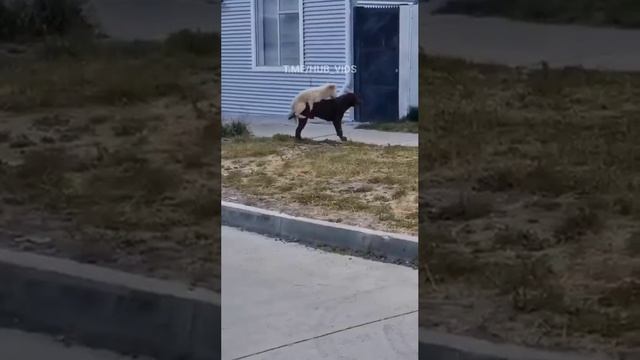 #шутки #юмор #ржака #пранк смотреть онлайн