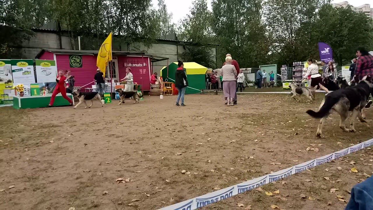Кл.Чемпионов смотреть онлайн