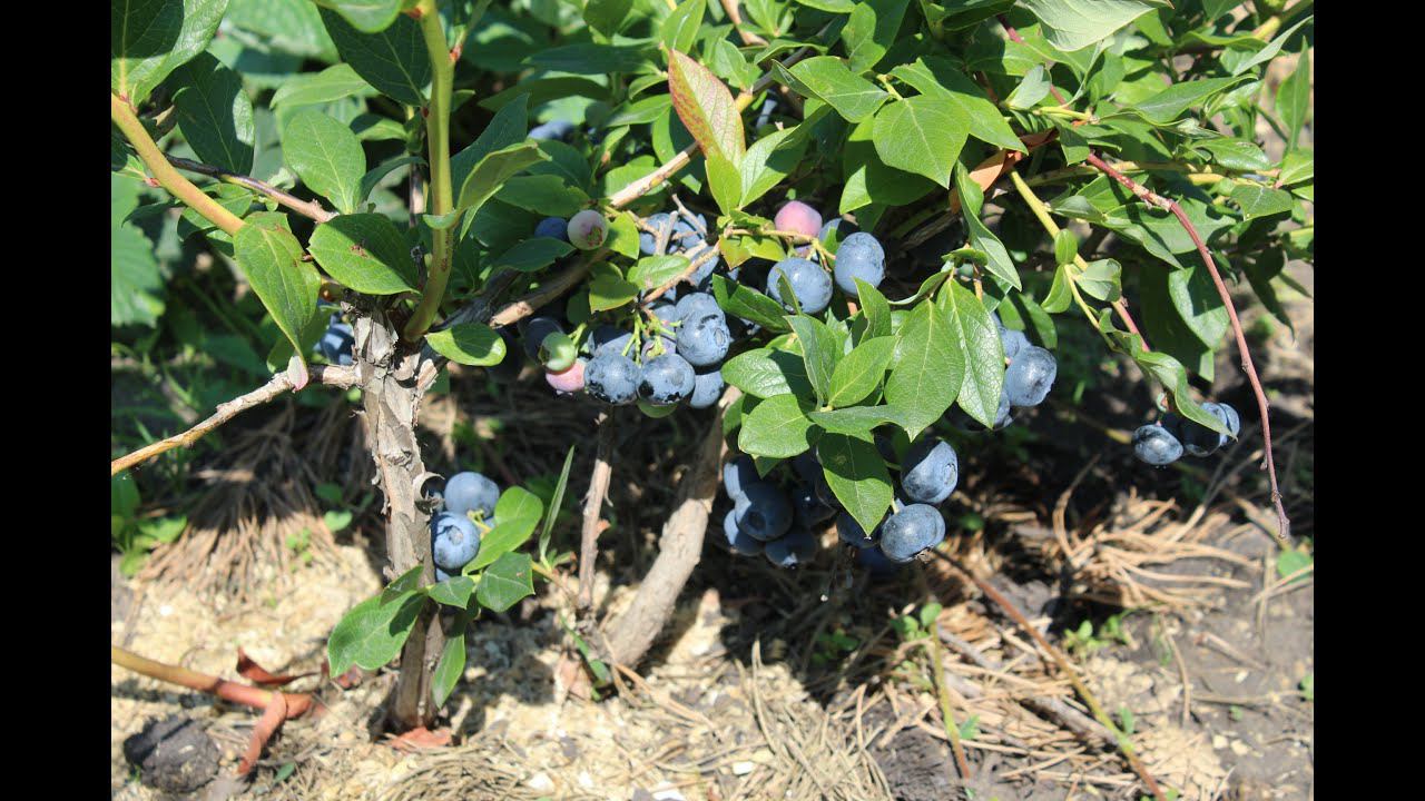 Голубика 11 07 2020г смотреть онлайн