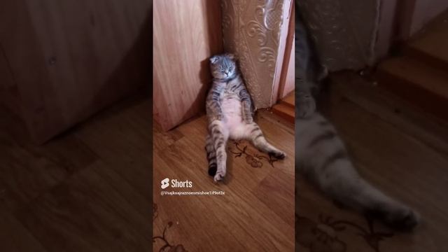 Буся болдеет🤣🐱 смотреть онлайн