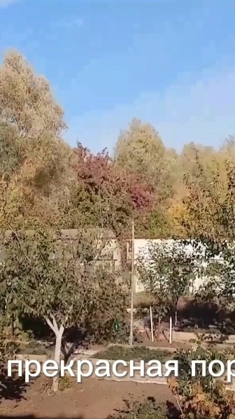 Дачные стишки-петушки 28.09.2024 смотреть онлайн