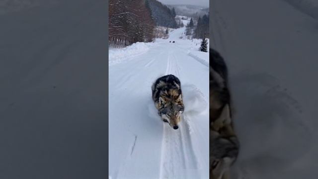 резвый волк. смотреть онлайн