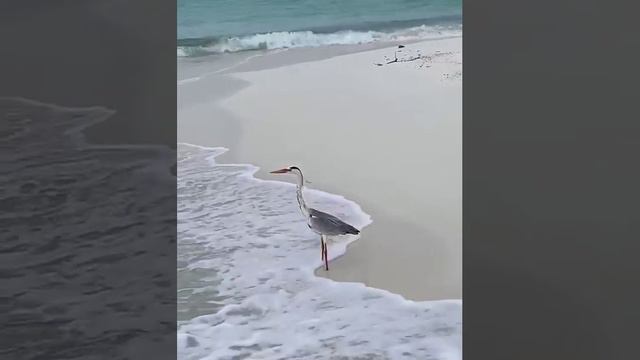 прикол смотреть онлайн