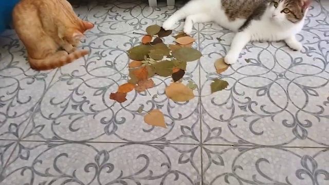 Кошки играют с сухими листьями смотреть онлайн