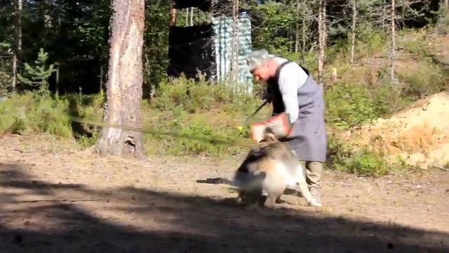 MVI_6169.MOV КАУРИ смотреть онлайн