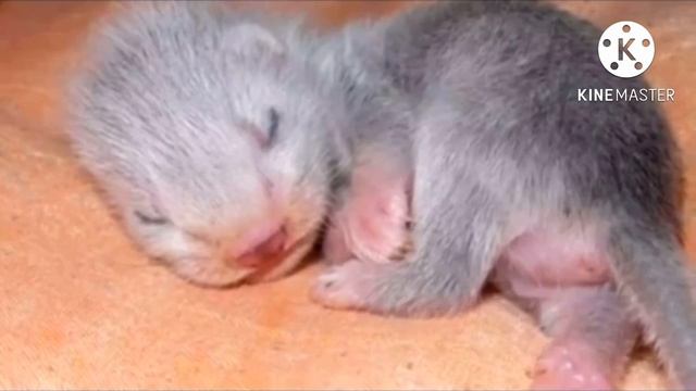 Школьник нашёл в траве странного котёнка , но когда тот вырос, то люди забили тревогу смотреть онлайн