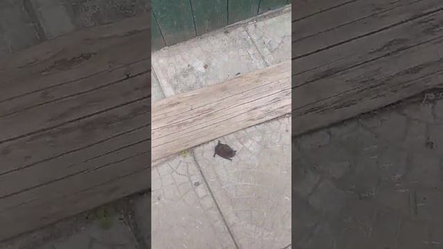 Всех мышей словили