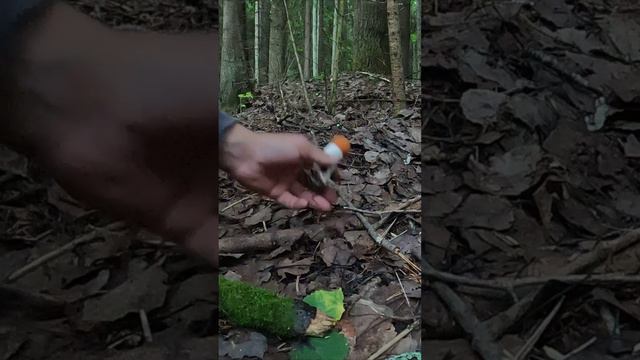 ВЫ ТОЛЬКО ПОСМОТРИТЕ НА ЭТИХ КРАСАВЦЕВ! ЭТО САМЫЙ ЦЕННЫЙ ВИД ПОДОСИНОВИКОВ! смотреть онлайн