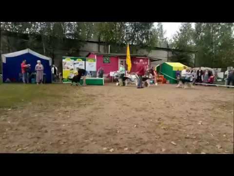 ЧК 2018 г кл.Юниоров смотреть онлайн