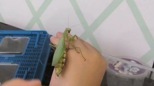 Как правильно брать богомола