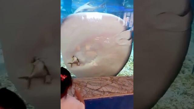 1000088573.mp4Обед ската... смотреть онлайн