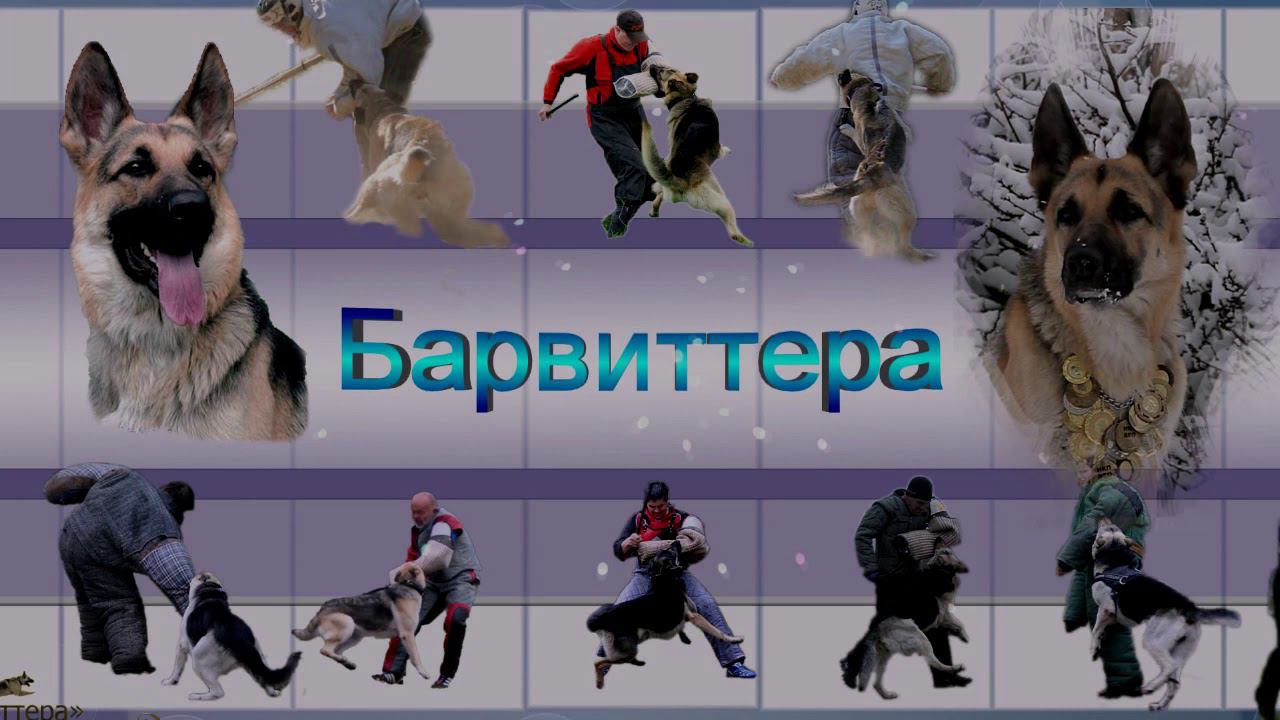 РЕКЛАМА ПИТОМНИКА смотреть онлайн