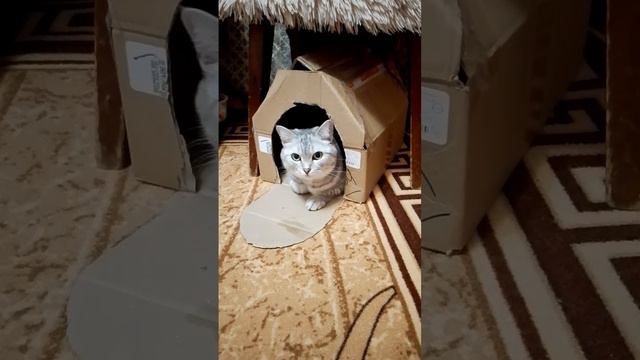 Смастерили из коробки домик для Машки🐱 смотреть онлайн