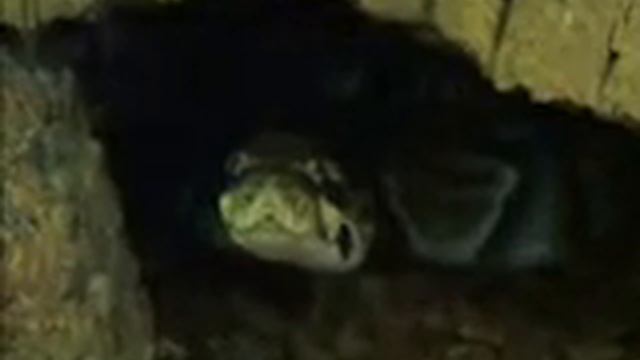 sweetsisterpain смотреть онлайн