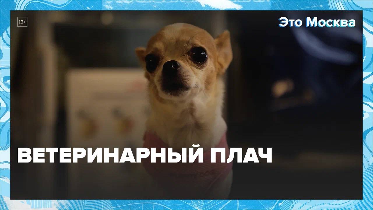 Ветеринарный плачь |Это Москва — Москва24|Контент