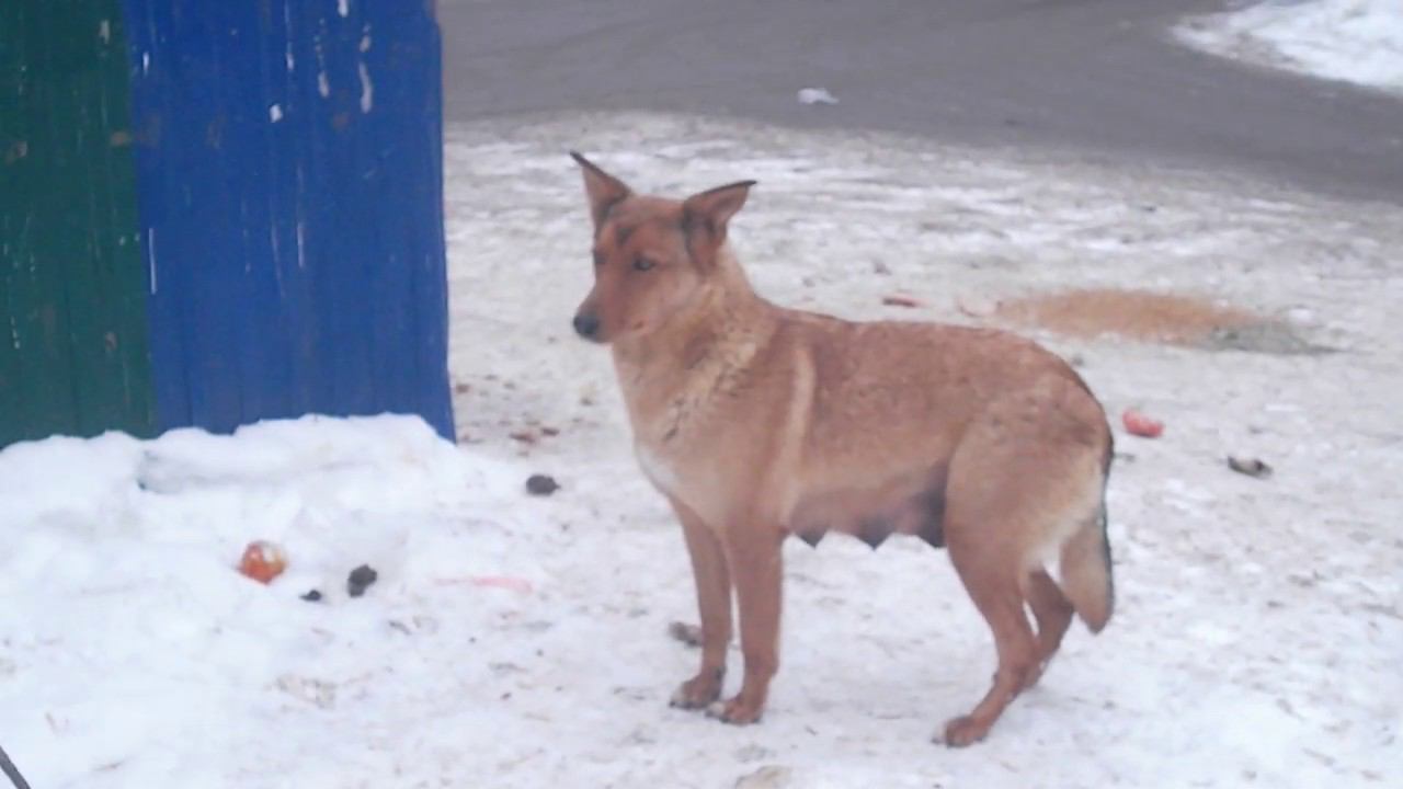 ПСИНА-ГРЫЗУН ( DOG-RODENT)