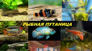 О путанице в названиях рыб