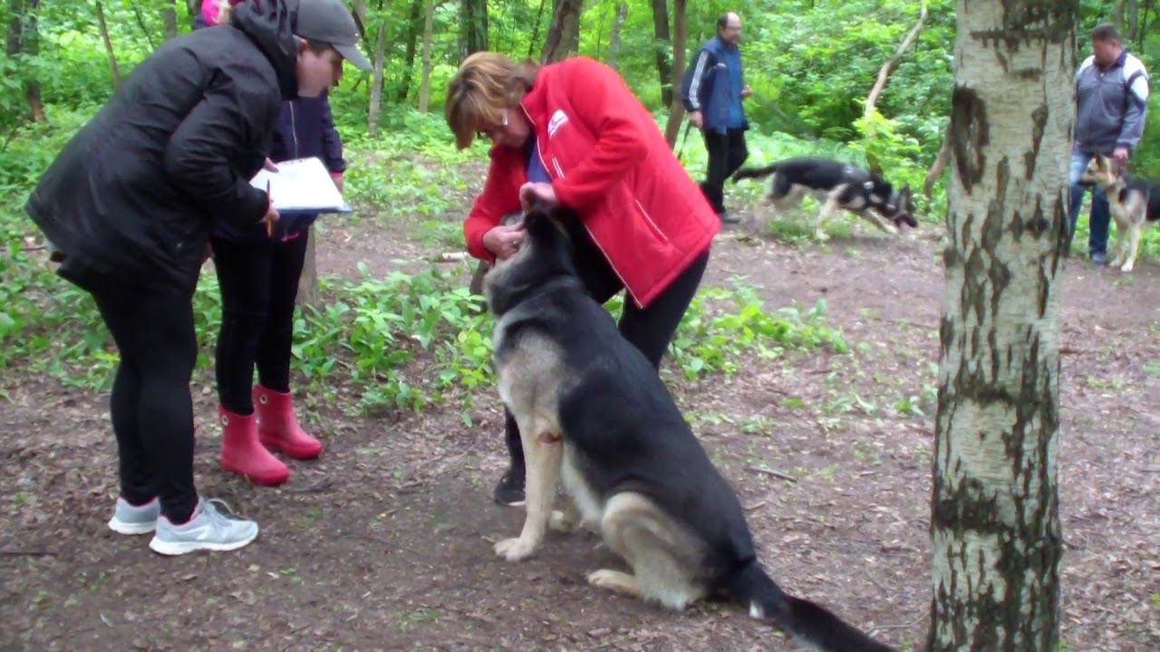 Моншер Вирсаль Гранит рядовость bestdog mybb ru смотреть онлайн