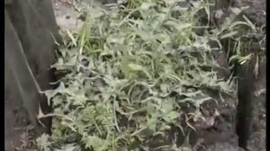 Целебные растения и их применение. Часть 2. Травник Валерий Бабурин.