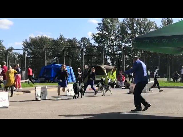 Верный Друг Лилу Черный Ангел и Демираль Ягда.Череповец.Всероссийская выставка смотреть онлайн