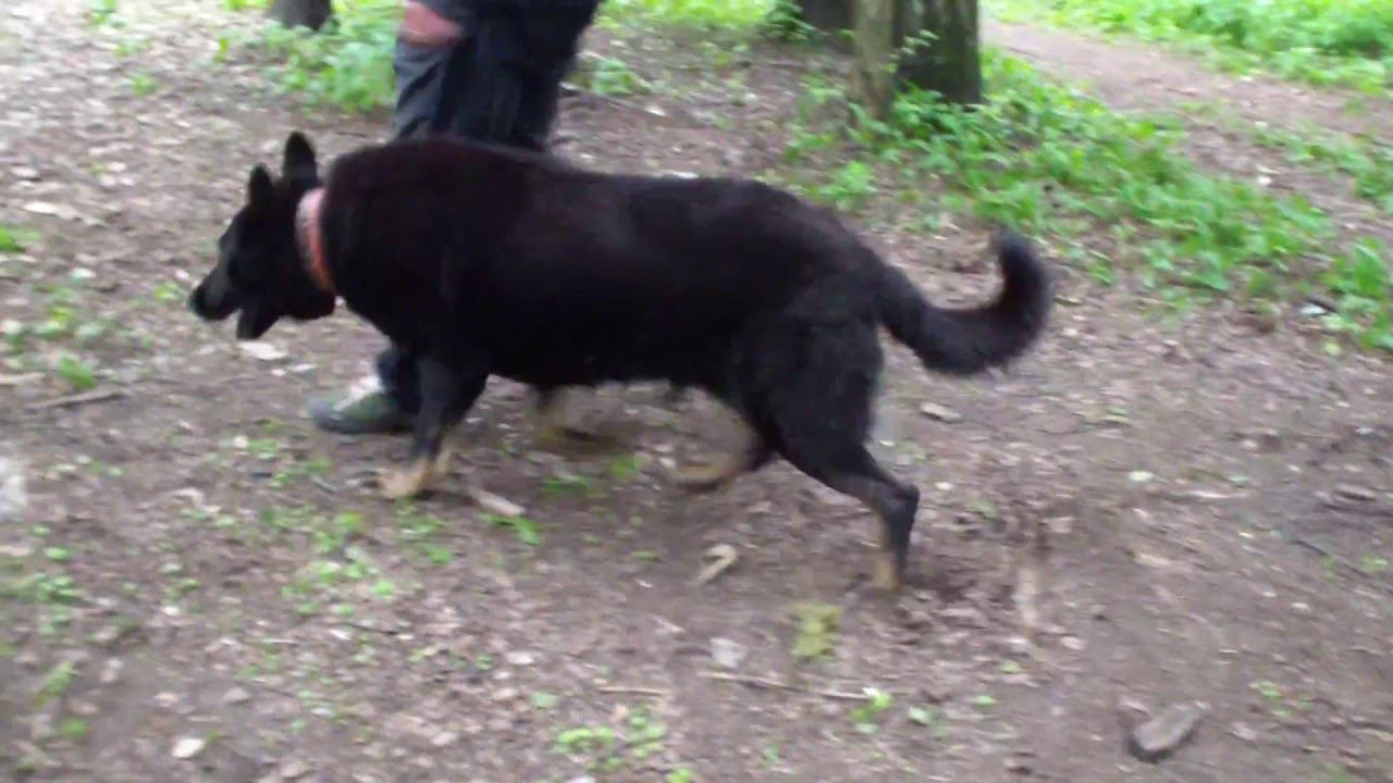 Хельхаус Вираж рядовость bestdog mybb ru смотреть онлайн
