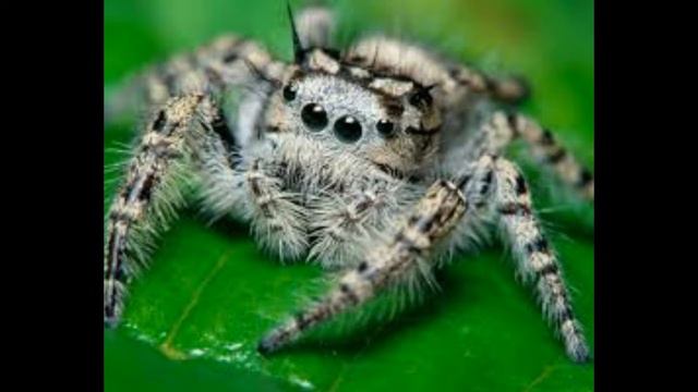 Насекомые Insects Insekten Видео для малышей Educational videos for kids Lehrvideos für Kinder смотреть онлайн