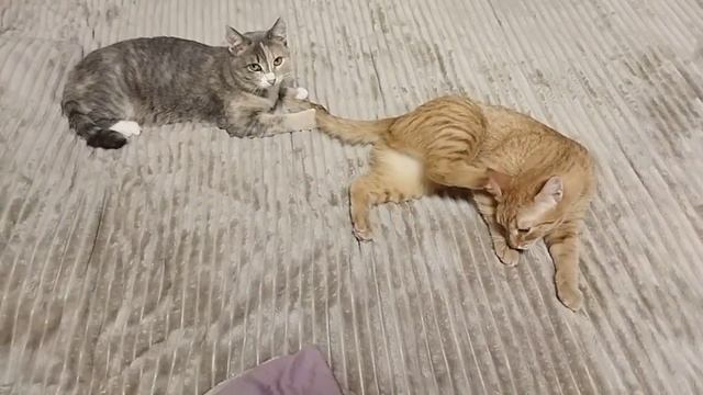 Кошки валяются на кровати смотреть онлайн