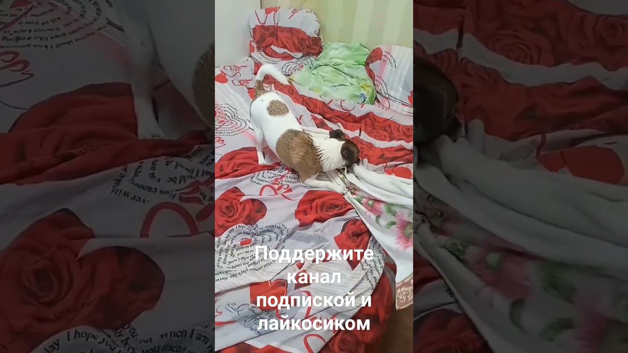 Бобка после ванны смотреть онлайн