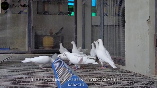 White Racing Pigeons | Syed Ahmed Wali's Loft | Racing Pigeons | Racer Pigeon | Racer Kabutar