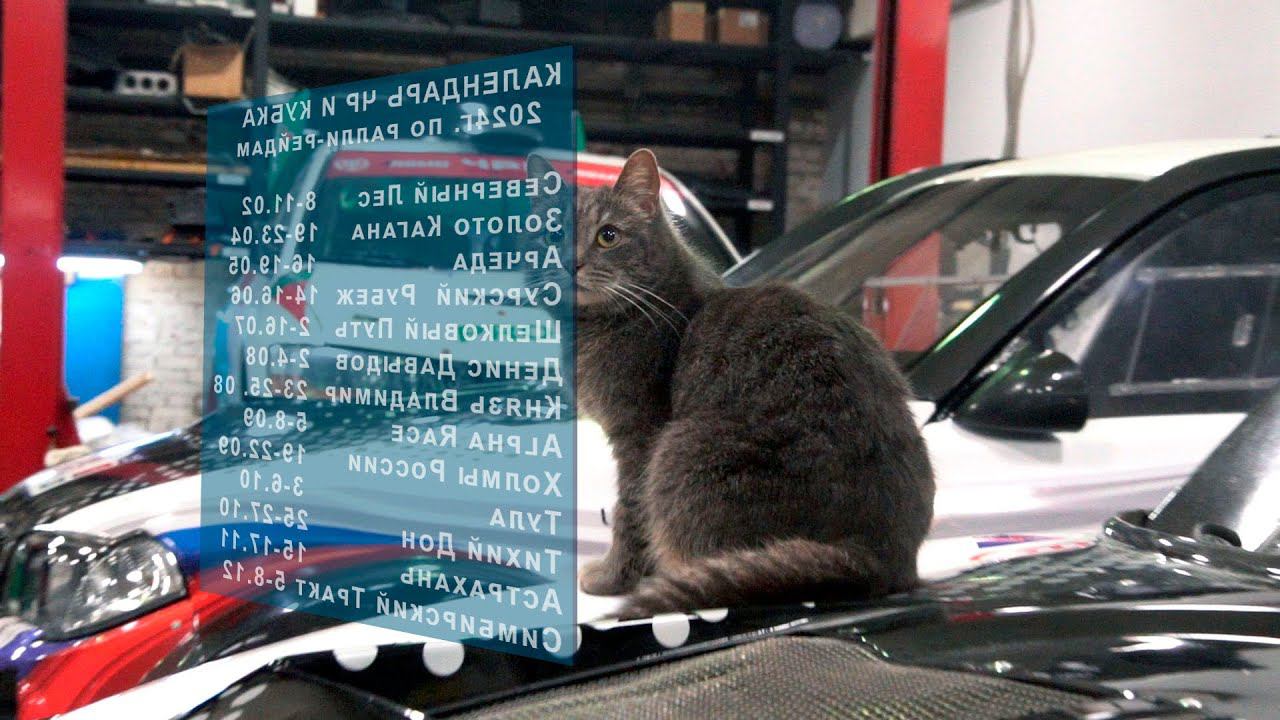 Котики в автоспорте - это не миф, а реальность! смотреть онлайн