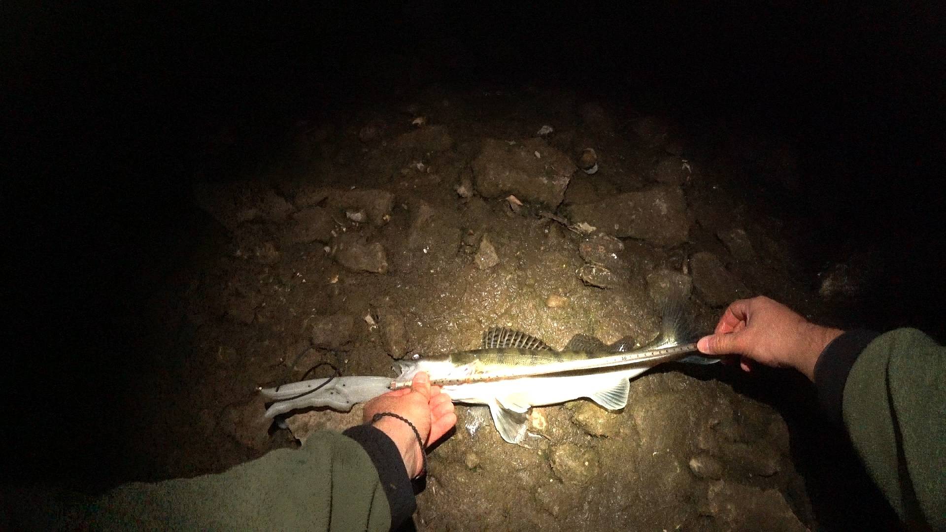 Неожиданно удачно. Ловля ночного СУДАКА на воблеры в середине осени на Оке 2024