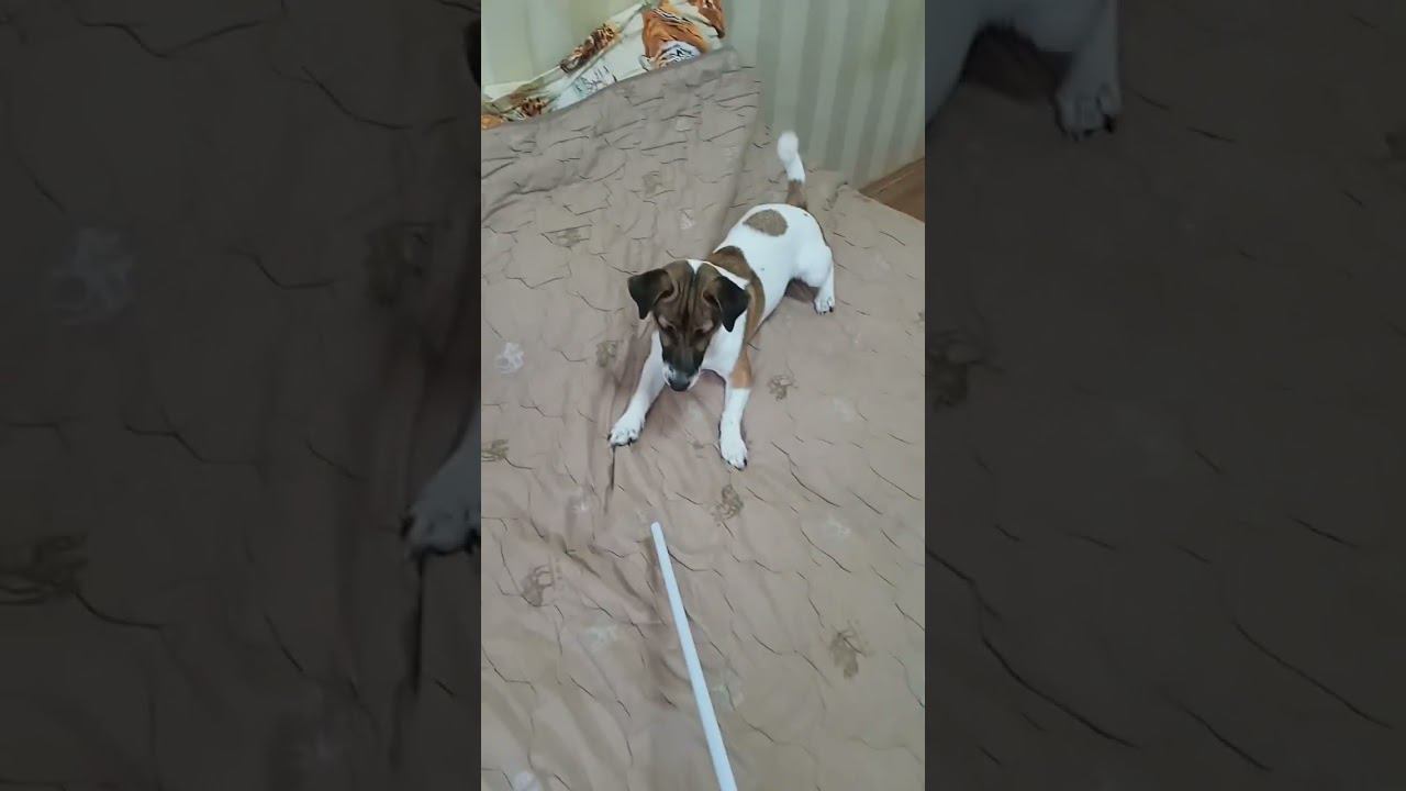 Боба играет смотреть онлайн