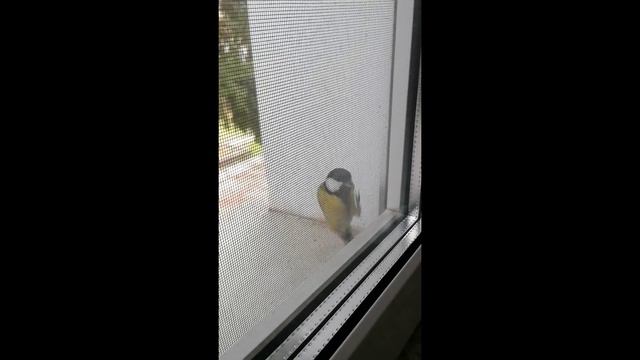 Примета: "Стучит в окно синица – к доброму известию, подарку". смотреть онлайн