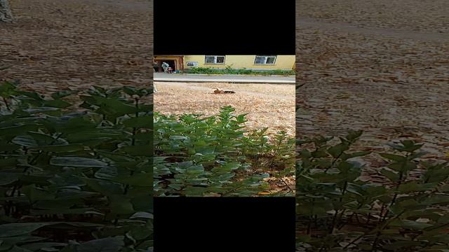 Коты дерутся ( мелкий обижает большого)) смотреть онлайн