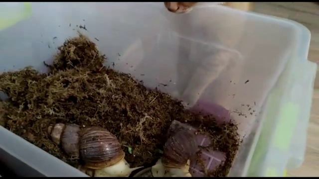 Кот залез к улиткам Ахатинам смотреть онлайн