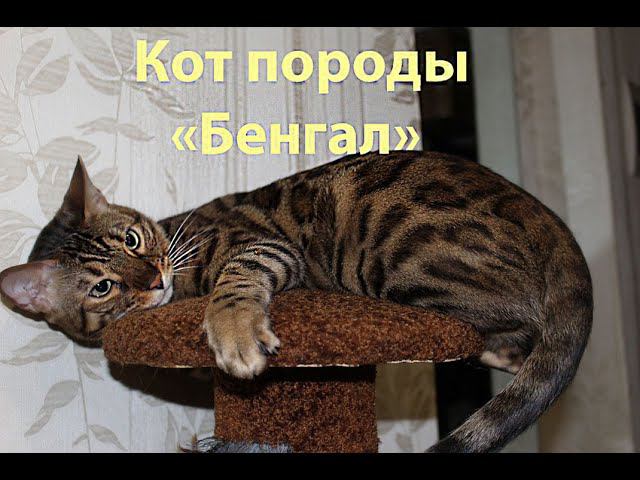 Кот породы Бенгал смотреть онлайн