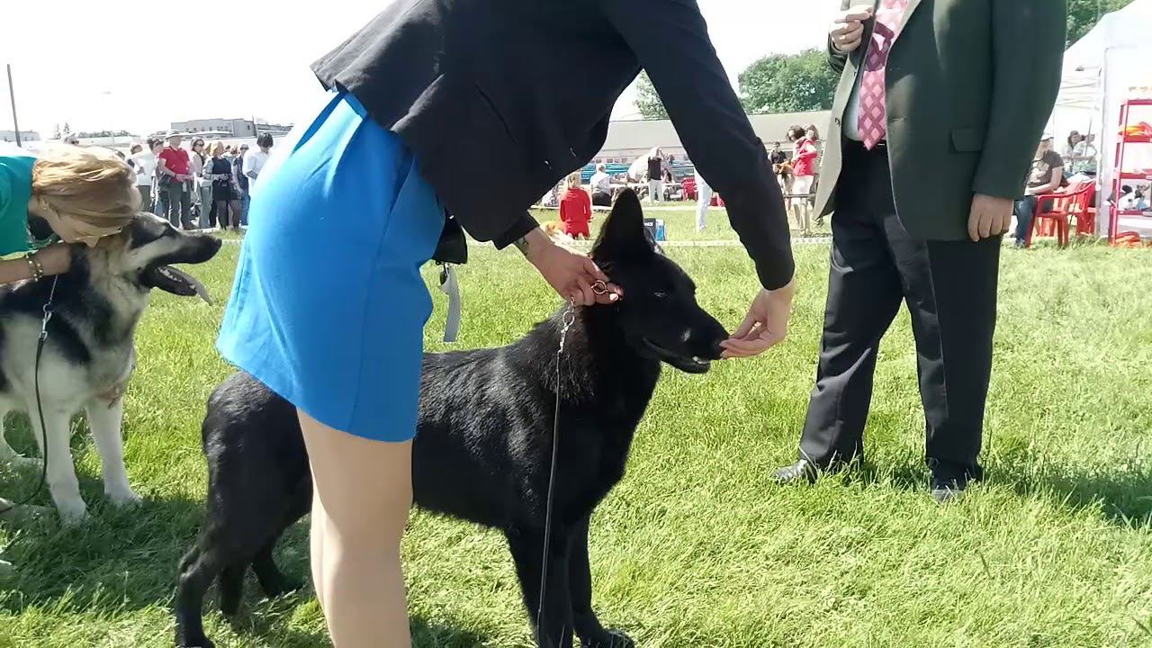 Сравнение на ЛПП смотреть онлайн