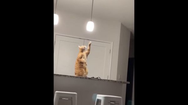 UNUSUAL MEMES COMPILATION V283