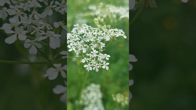 Цветы — это свободная красота в природе. Иммануил Кант