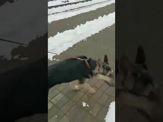 Щен едет в Питер.От него хозяйка отказалась смотреть онлайн