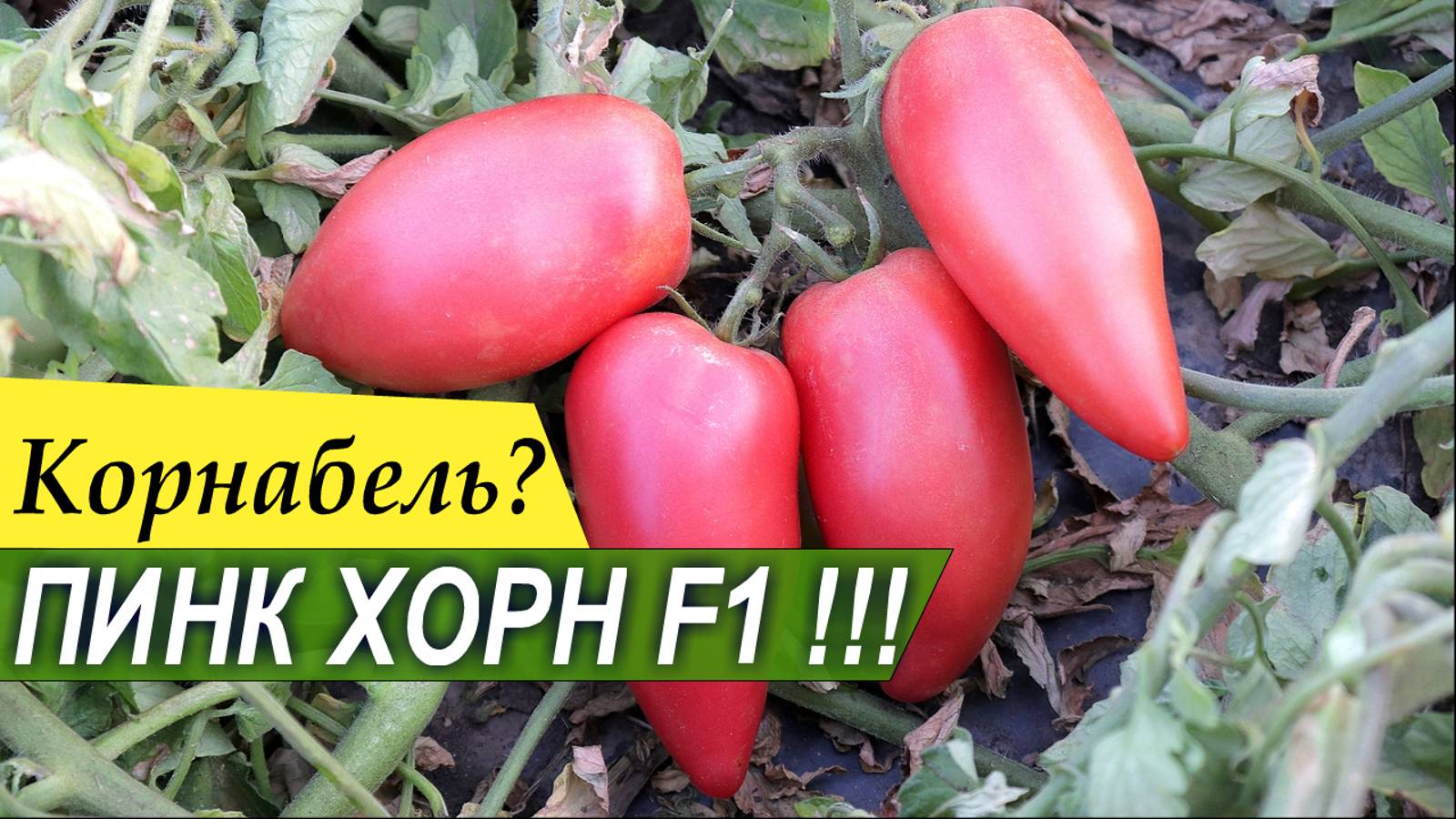 ПИНК ХОРН F1 - тип Корнабель - десертный, перцевидный томат от Rijder Seeds - Добрые Семена.ру смотреть онлайн