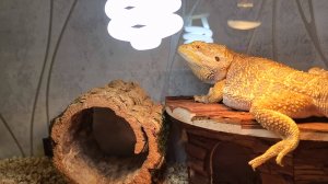 Новинки в наш террариум для бородатой агамы. Обновка 2